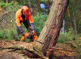 Best Hazardous Tree Removal  in Yadkinville, NC